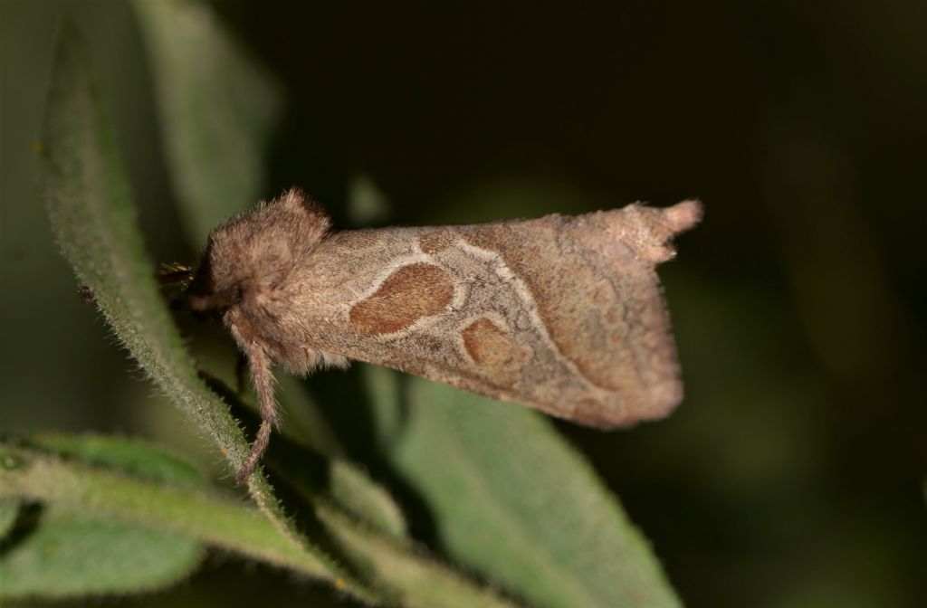 Notodontidae? No, Hepialidae: Triodia sylvina